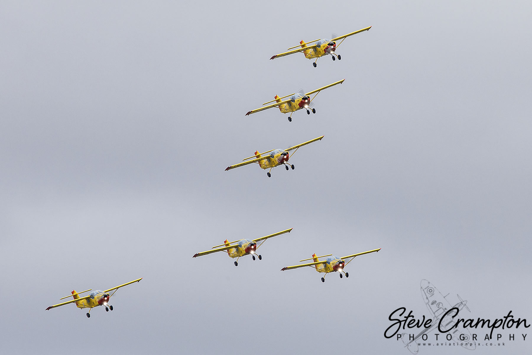 Yellow Sparrows